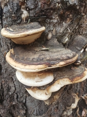 Fomitopsis ochracea