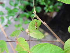 Alydidae