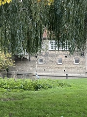 Ardea cinerea