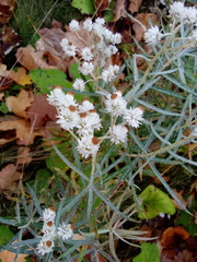 Anaphalis margaritacea
