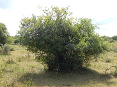 Lithraea brasiliensis