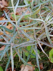 Anaphalis margaritacea