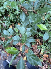 Cinnamomum camphora