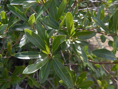Lithraea brasiliensis