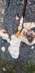 Fomes fomentarius