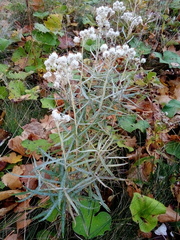 Anaphalis margaritacea