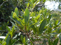 Lithraea brasiliensis