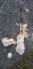 Fomes fomentarius