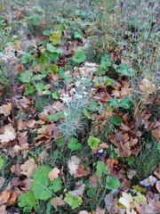 Anaphalis margaritacea