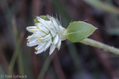 Gomphrena nealleyi