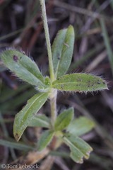 Gomphrena nealleyi