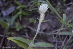 Gomphrena nealleyi