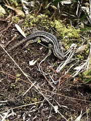 Stenocercus trachycephalus