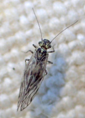 Elipsocus