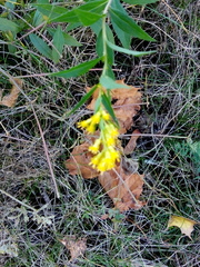 Solidago puberula