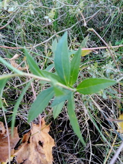 Solidago puberula