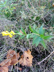 Solidago puberula
