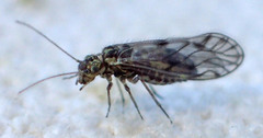 Elipsocus
