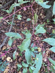 Phytolacca americana