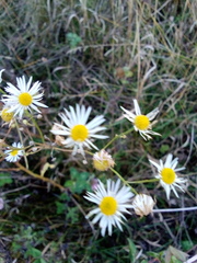 Erigeron strigosus