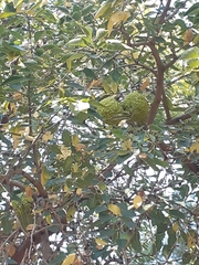 Maclura pomifera