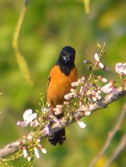 Icterus spurius fuertesi