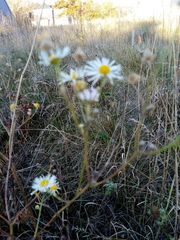 Erigeron strigosus