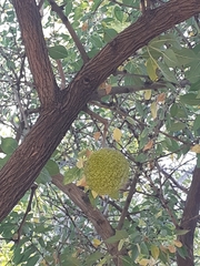 Maclura pomifera