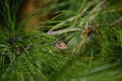Paramacera xicaque xicaque