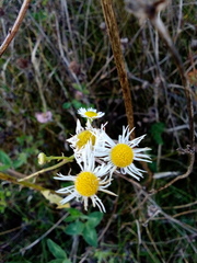 Erigeron strigosus