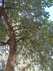 Maclura pomifera