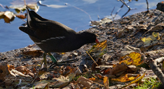 Gallinula chloropus