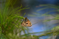 Paramacera xicaque xicaque