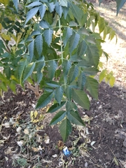 Magnoliopsida