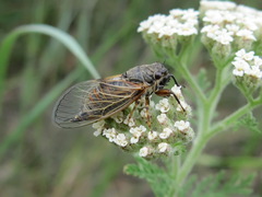 Oligoglena iphigenia