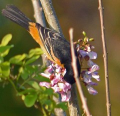 Icterus spurius fuertesi