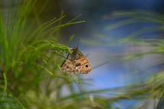 Paramacera xicaque xicaque