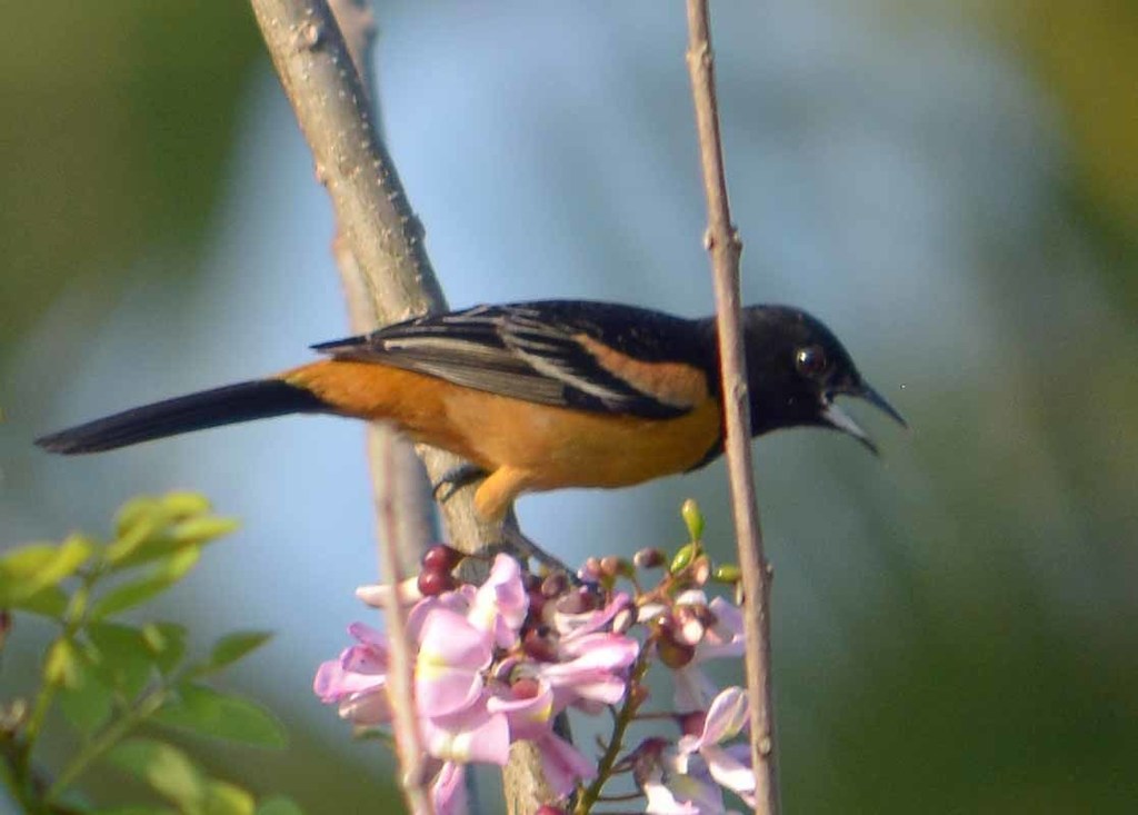 Orchard Oriole (Fuertes's)