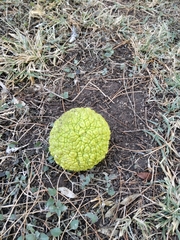 Maclura pomifera