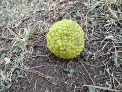 Maclura pomifera