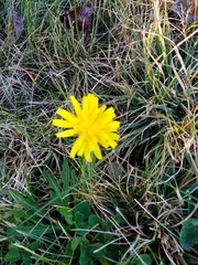 Scorzoneroides autumnalis