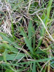 Scorzoneroides autumnalis