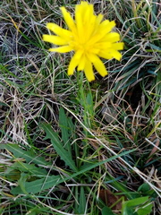 Scorzoneroides autumnalis