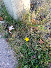 Scorzoneroides autumnalis