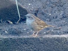 Prunella modularis