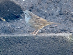 Prunella modularis
