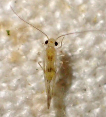 Trichopsocus clarus