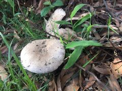 Amanita farinacea