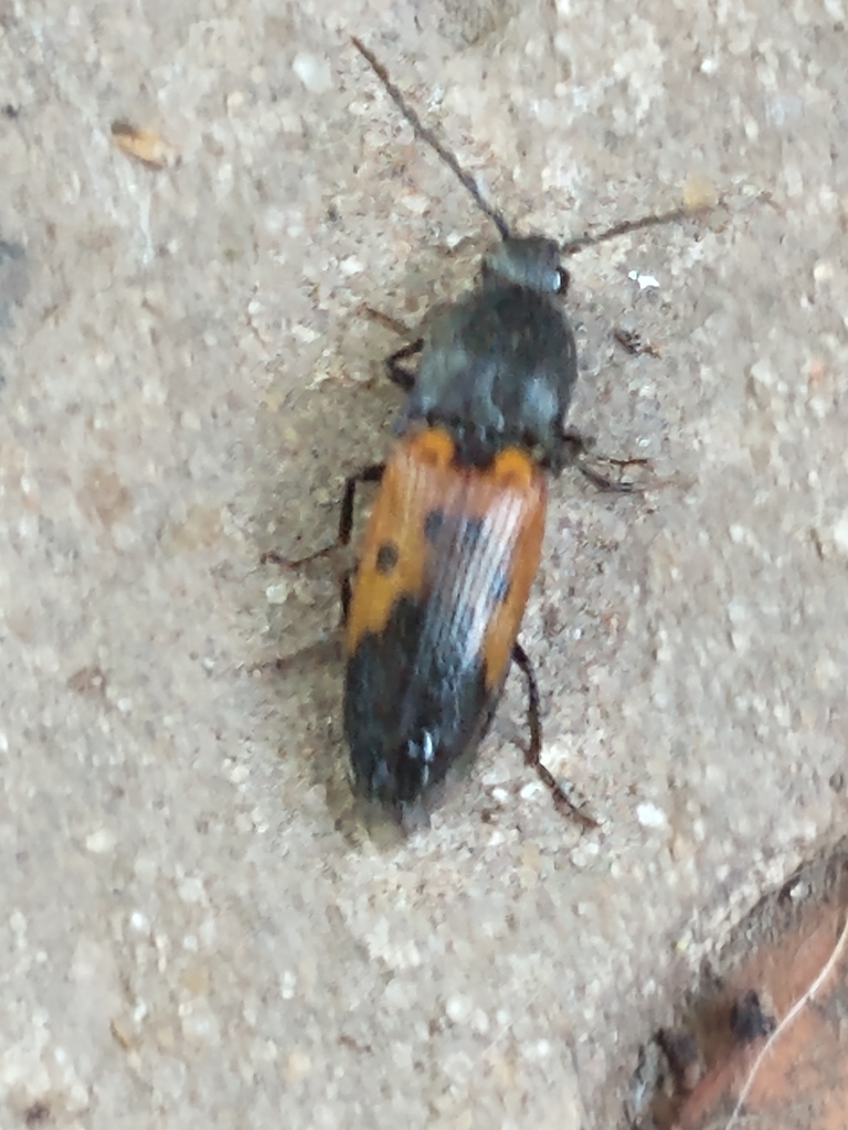 Conoderus germari from B1664, Provincia de Buenos Aires, Argentina on ...