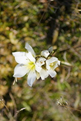 Gentianella corymbifera gracilis